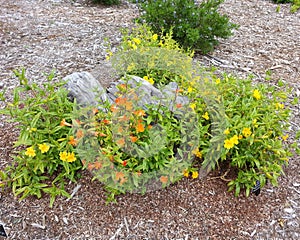 Various Monkeyflowers