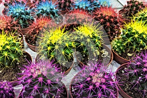 Various multicolored cactus plant with spikes in pots in garden store. Cacti sold