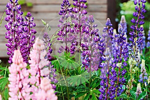 Various multicolour lupine flowers blooming in summer garden