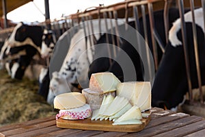 Various natural cheeses on wooden table in outdoor cowshed