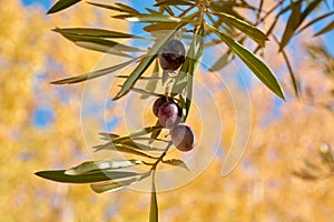 Various olive fruits photo