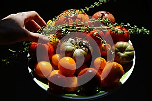 various organic tomatoes breeds on a plate in sunlight