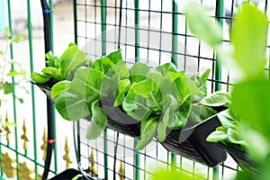 Various Organic Vegetables garden in house area