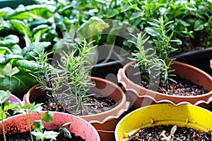 Various Organic Vegetables garden in house area