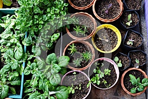 Various Organic Vegetables garden.