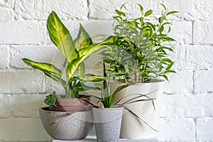 Various ornamental green plant for home interior grown in a pot