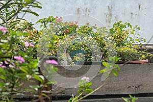 Various ornamental plants at home