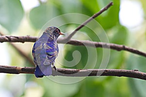 Cuco observación de aves posarse a alimentación 