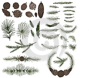 Various pine,spruce branches ,cones