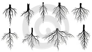 Various plant root systems