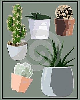 Various plants of cute little cactus in pots