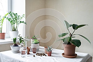 Various plants in different pots on table. Indoor garden home. Geen garden in the room