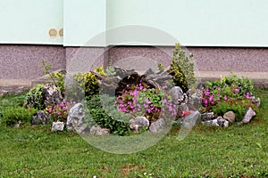 Various plants and open blooming colorful flowers surrounded with small decorative rocks and grass planted in local home garden