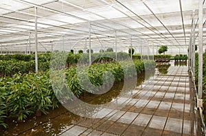 Various plants in a plant nursery