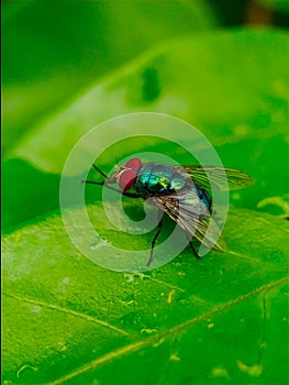 Various poses of flesh flies (Sarcophagidae photo