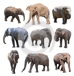 The various postures of the asian elephant on white background, Super Series