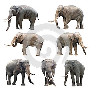 The various postures of the asian long teeth male elephant on white background, Super Series