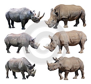 The various postures of the black rhinoceros and white rhinoceros on white background.