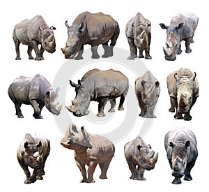 The various postures of the black rhinoceros and white rhinoceros on white background.