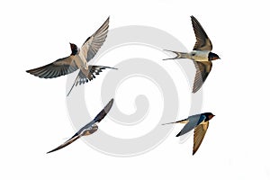 Various postures of swallow on white