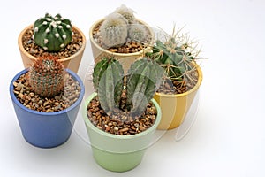 Vari piante in vaso cactus 