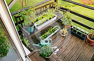 Various potted herbs and plants growing on home wood balcony in summer, small vegetable garden.