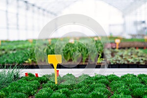 Various potted plants and flowers in greenhouse in garden center, small business.