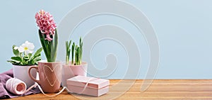 Various potted spring flowers at home with pink gift box banner