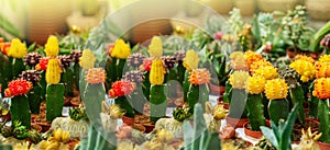 Various potted succulents and cacti plants at the greenhouse garden. various cacti on the shelf in the store.