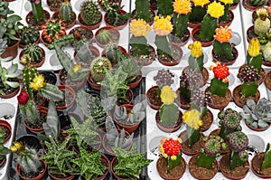 Various potted succulents and cacti plants at the greenhouse garden. various cacti on the shelf in the store.