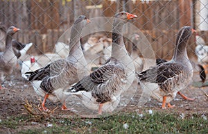 Various poultries in farm
