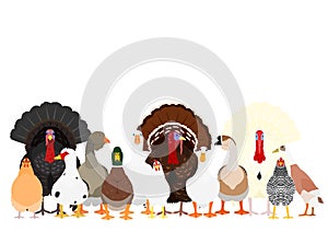 Various poultry in a group