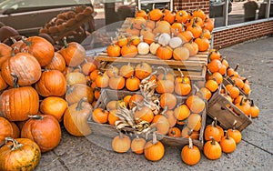 Various Pumkins