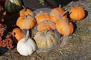 Various pumpkins on display