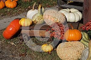 Various pumpkins on display