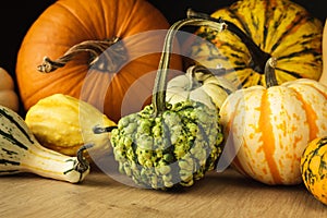 Various pumpkins and gourds composition. Different types of autumn or fall squash.