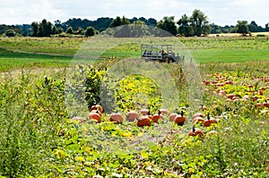 Various Pumpkins in green field during fall