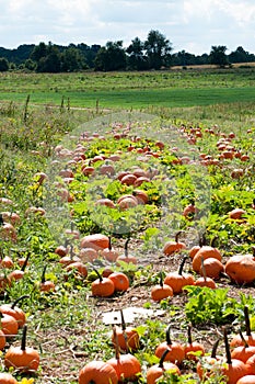 Various Pumpkins in green field during fall