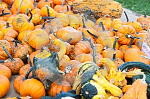 Various Pumpkins and other gourds on table during fall
