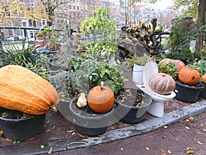 various pumpkins in plastic flowerpots and on a toilet