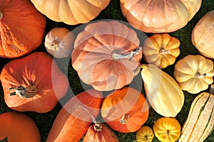 Various pumpkins and squashes in autumn sunlight