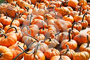 Various Pumpkins on table during fall