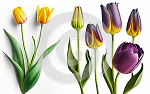 Various purple yellow tulips in front of a white background 3D effect