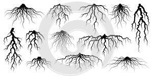 Various realistic tree or shrub roots. Parts of plant, root system with tree stump. Dendrology, study of woody plants