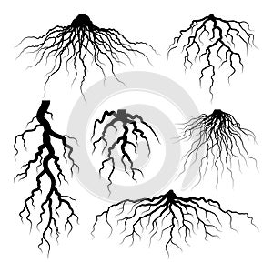Various realistic tree or shrub roots. Parts of plant, root system with tree stump. Dendrology, study of woody plants