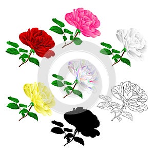 Various red pink white yellow rose stem with leaves natural and outline and silhouette vintage on a white background vector illus