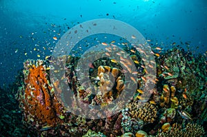 Various reef fishes swim above coral reefs in Gili, Lombok, Nusa Tenggara Barat, Indonesia underwater photo photo