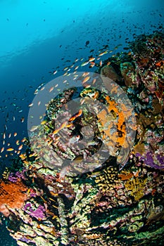 Various reef fishes swim above coral reefs in Gili, Lombok, Nusa Tenggara Barat, Indonesia underwater photo photo
