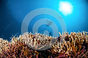 Various reef fishes are swimming above hard coral Acropora in Gili, Lombok, Nusa Tenggara Barat, Indonesia underwater photo