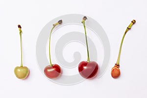 Various on the ripeness of cherries and the stone of cherry on a